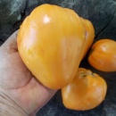 SEMINTE ROSII INIMA DE BOU - T 1121 OXHEART ORANGE