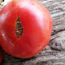 SEMINTE ROSII ROMANESTI - T 1002 ROSIE DE SEGARCEA - Img 3