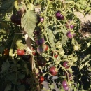 SEMINTE ROSII - T 1055 CHERRY BING TOMATO