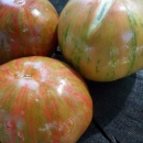 SEMINTE ROSII - T 1117 GREEN ZEBRA PINEAPPLE