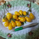 SEMINTE ROSII - T. 245 YELLOW PEAR