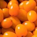SEMINTE ROSII - T. 293 HAWAIIAN ORANGE var.II ( oval )