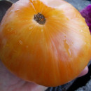 SEMINTE ROSII - T 491 ORANGE JAZZ- BIGLY
