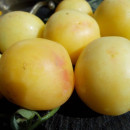 SEMINTE ROSII - T 584 GHOST CHERRY