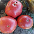 SEMINTE ROSII - T 588 GIANT TOMATO TREE - Img 2