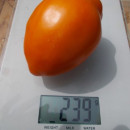 SEMINTE ROSII - T 651 - TULIP ORANGE - Img 8