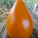 SEMINTE ROSII - T 918 NIGHT CANDLE - Img 2