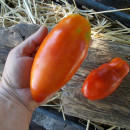 SEMINTE ROSII - T 982 PEPPER GIANT