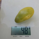 SEMINTE ROSII - T 990 EMERALD PEAR - Img 4