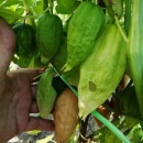 SEMINTE TOMATILLO - D 217 QUEEN OF MALINALCO - Img 3