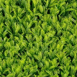 MURO VERDE GREEN WALLS FERN