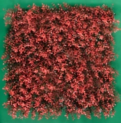 MURO VERDE ARRAYAN ROJO