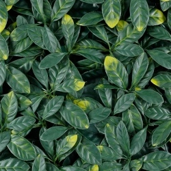 MURO VERDE GREEN WALLS LAUREL