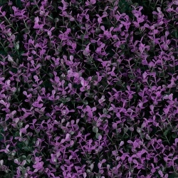 MURO VERDE GREEN WALLS PURPLE BOXUS