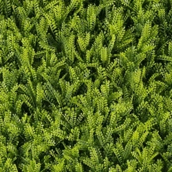 MURO VERDE GREEN WALLS RAINFOREST