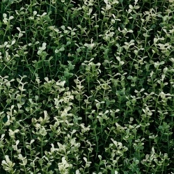 MURO VERDE GREEN WALLS WHITE BOXUS