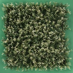 MURO VERDE ARRAYAN BLANCO