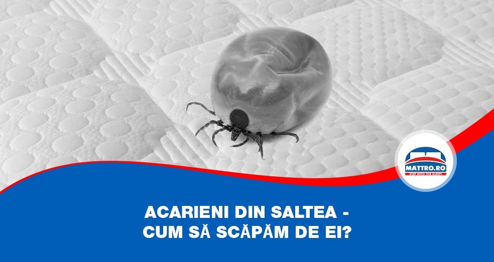 Acarienii Din Saltea– De Ce Apar și Cum Putem Să Scăpăm De Ei?