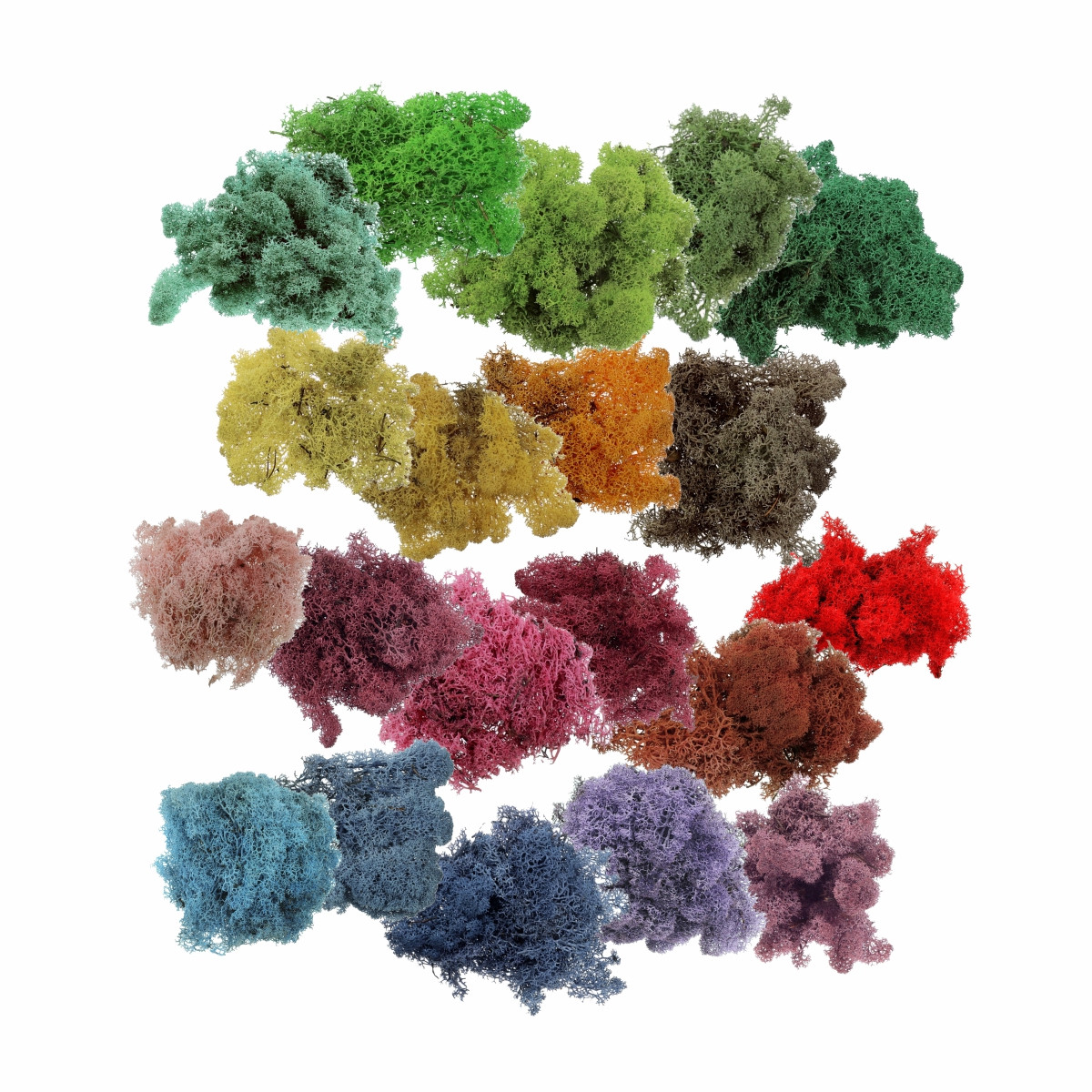 Licheni