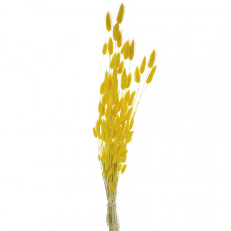 Lagurus galben