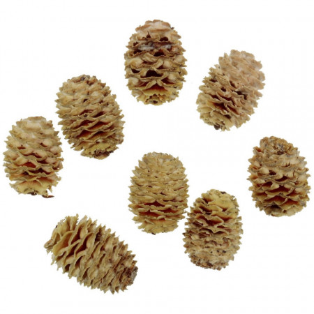 Con Sabulosum natur 3-5cm 8/set Z092