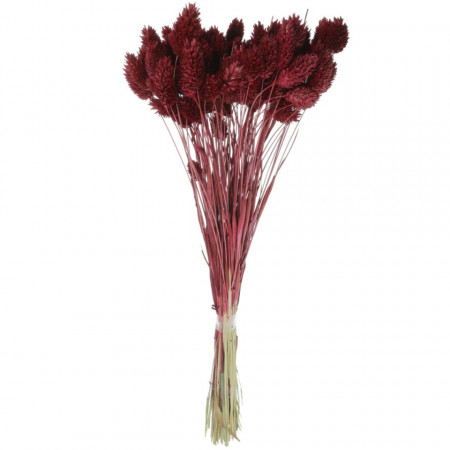 Tallaris bordo