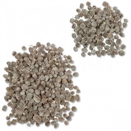 Con casuarina cu chiciura 1-2,5cm