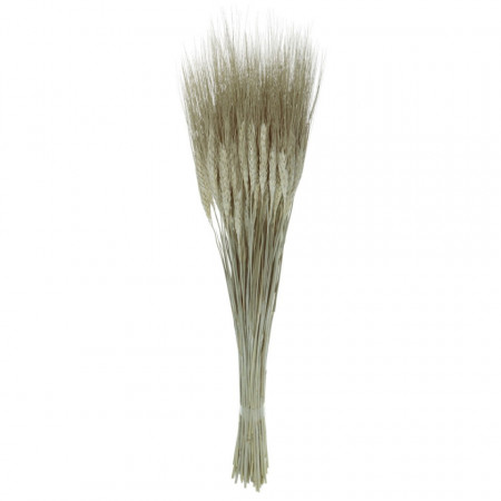 Spic fir lung natur