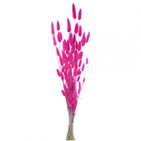 Lagurus cyclam