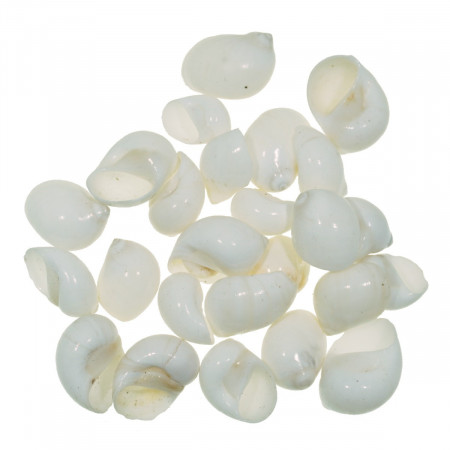 Cochilie melc Sakuli 2-4,5cm 100g M108