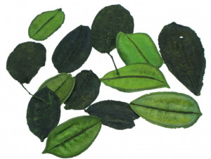 Asa barata verde 6g