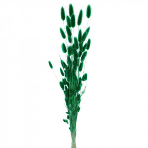 Lagurus verde