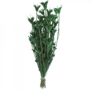 Nigella orientala verde