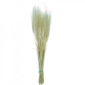 Spic fir lung albit