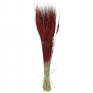 Spic fir lung bordo
