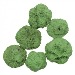 Usturoi verde deschis 2-3cm 20g