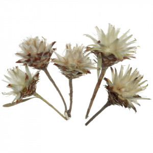 Cap plumosum 5-6,5cm cu tija 3-5cm 5/set