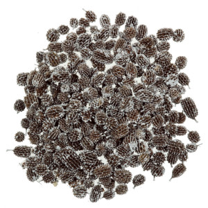 Con casuarina inzapezit 1-2,5cm 200g