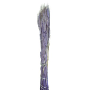Spic fir lung mov deschis cu natur