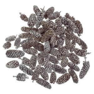 Con arin indian cu chiciura 2-3,5cm 50g