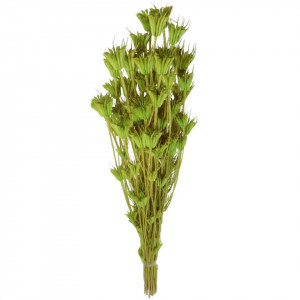 Nigella orientala verde deschis