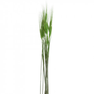 Spic fir lung verde deschis