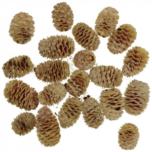 Con Sabulosum natur 3-5cm 170g (20buc)