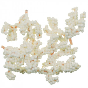 Crenguta bobite mici (ilex) 6cm 5/set - Img 2