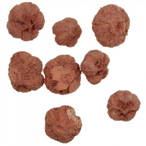 Usturoi caramiziu 2-3cm 20g