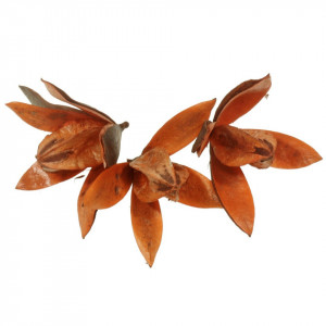 Wild lily portocaliu 3/set