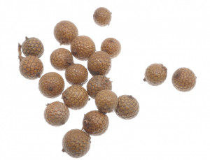 Fruct palmier natur 1,5-2cm 30g