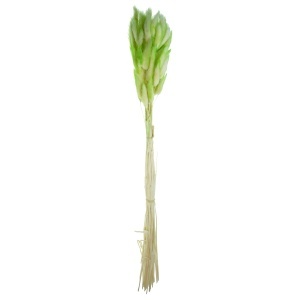 Lagurus verde degrade