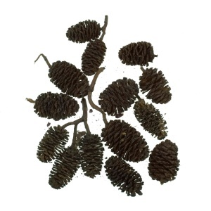 Con arin urias natur 2-3,5cm 25g