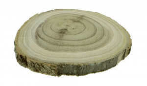 Felie lemn salcam rotund/oval 7-10x1cm - Img 2